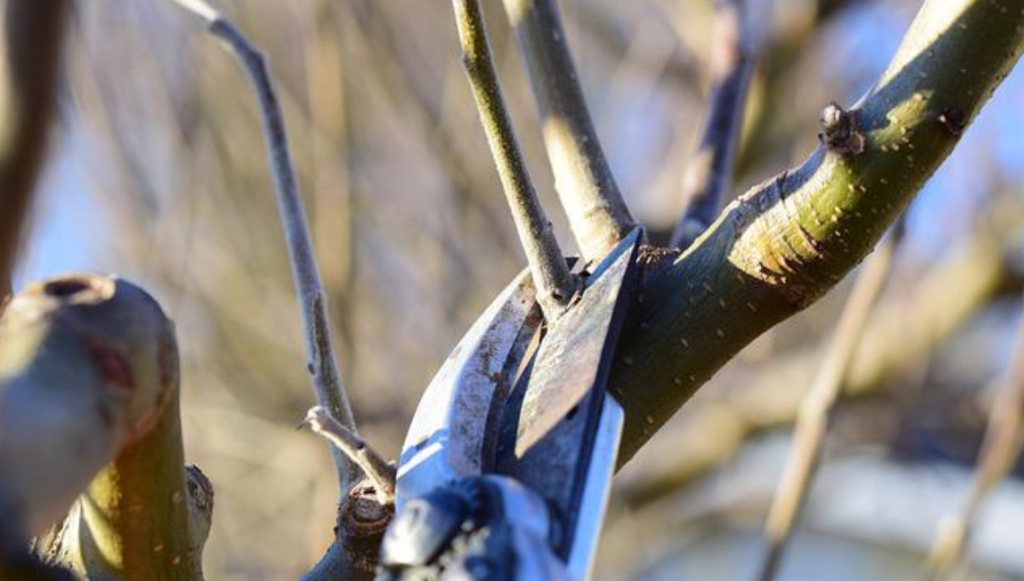 Oklahoma Tree Pruning Tips For Safety Health And Beauty 