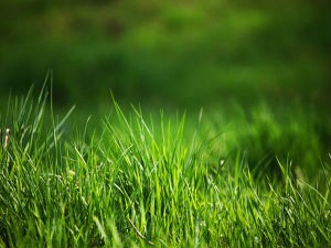 4 Benefits to Organic Lawn Care