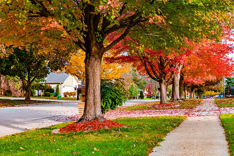 5 Tips for Fantastic Fall Landscaping