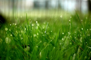 Picking the Right Grass for Your Home