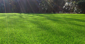 Three Steps to a Healthy and Beautiful Lawn
