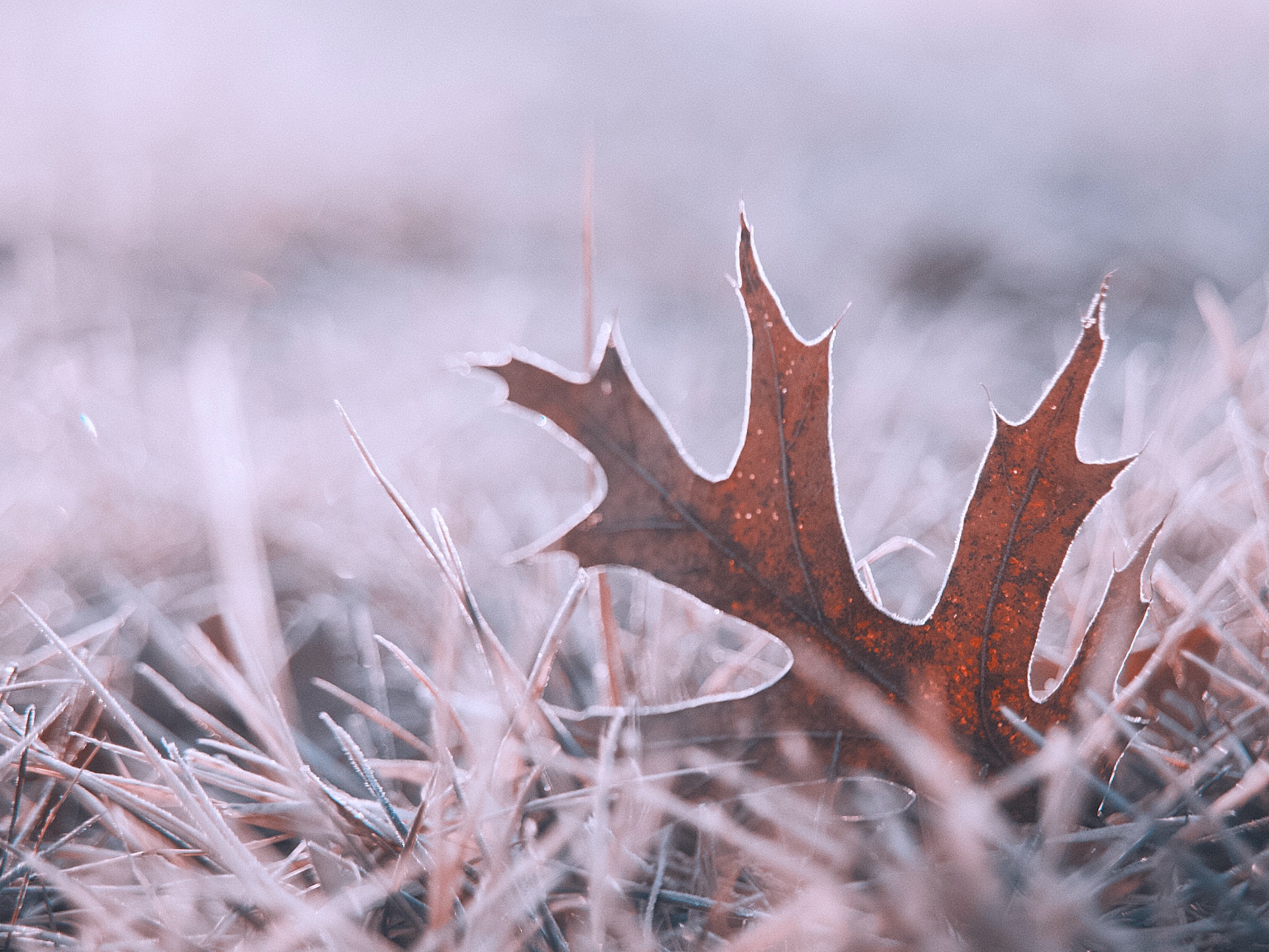 Oklahoma Lawn and Landscape Winterization Tips For Homeowners