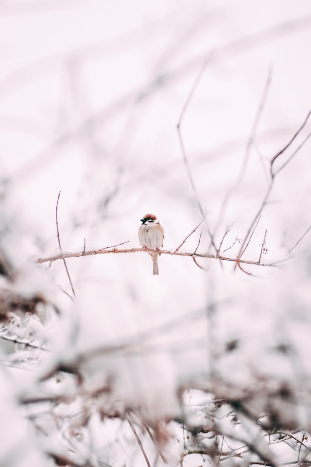 Winterization Tips For Oklahoma Perennials And Ornamental Grasses