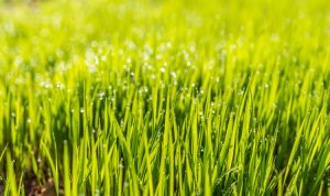how-to-maintain-your-lawn-in-the-extreme-tulsa-heat