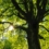 Oklahoma Tree Pruning Tips for Safety Health and Beauty