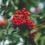 Oklahoma Trees and Shrubs For Uncommon Winter Interest